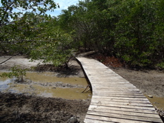 Mangrove1