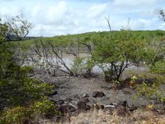 Mangrove2