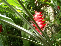 Balisier