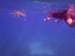 Remora