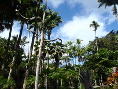 Balata