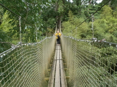 Canopée