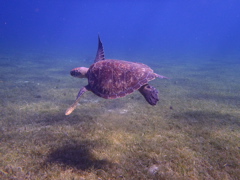 Tortue1