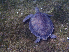 Tortue2