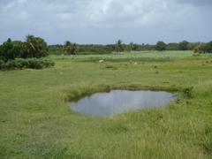 Marie Galante