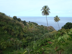 Cocotiers