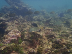 Poissons