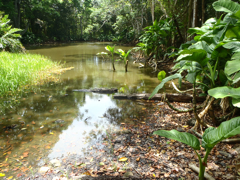 Etang