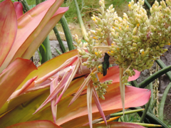 Colibri