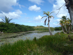Nelson spring