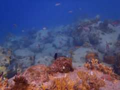 Poissons