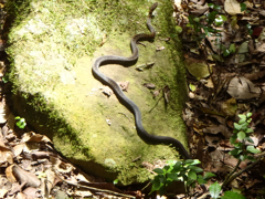 Snake